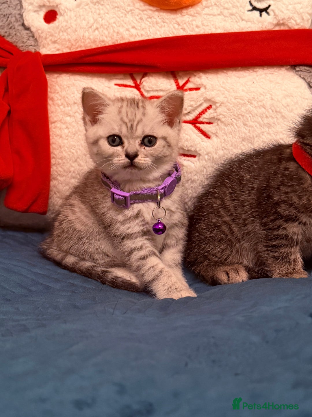 British Shorthair cats for sale: Beautiful British Tabby with Father Pedigree  - Advert 7