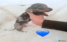 Miniature Dachshund dogs for sale: Stunning litter of Dapples 5 ⭐ Licensed Breeder - Image 4