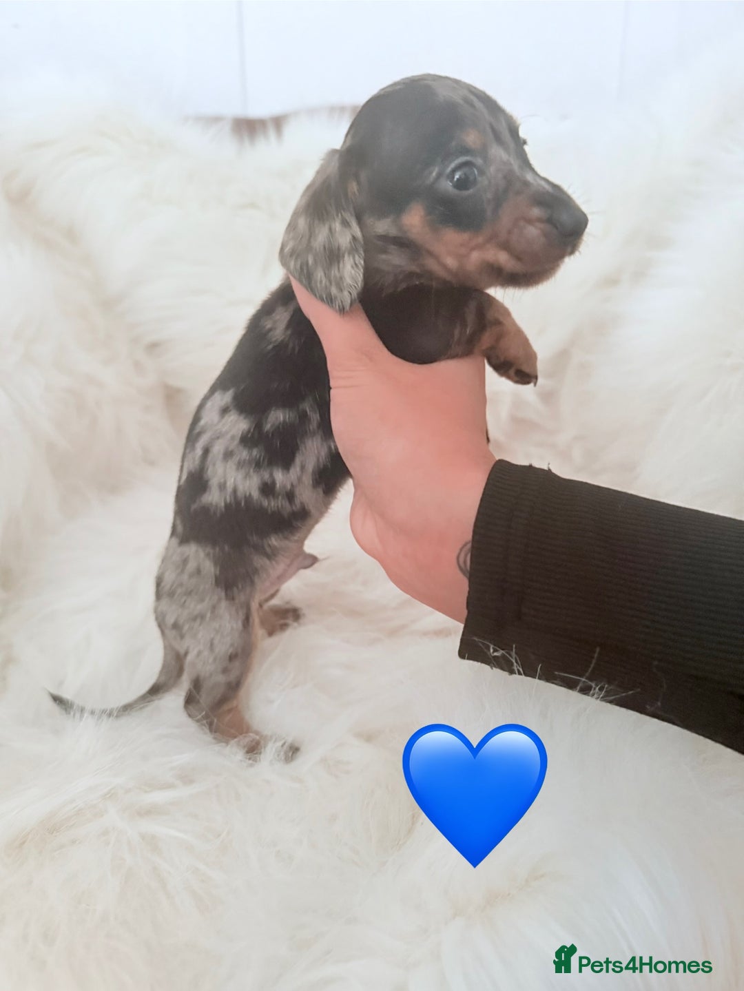 Miniature Dachshund dogs for sale: Stunning litter of Dapples 5 ⭐ Licensed Breeder - Image 4