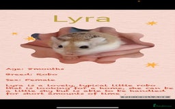 Hamster rodents for sale: Hamsters for adoption  - Image 8