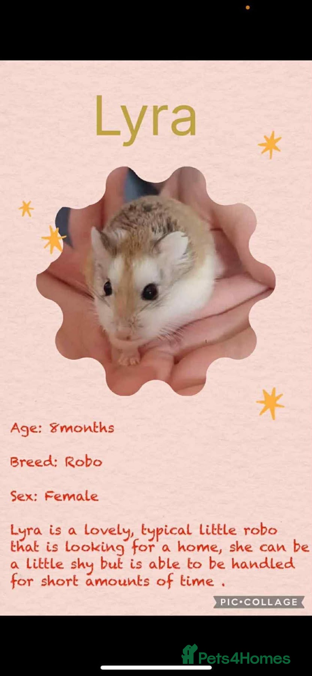 Hamster rodents for sale: Hamsters for adoption  - Image 8