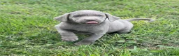 Labrador Retriever dogs for stud: KC REGISTERED SILVER LAB FOR STUD  - Advert 12