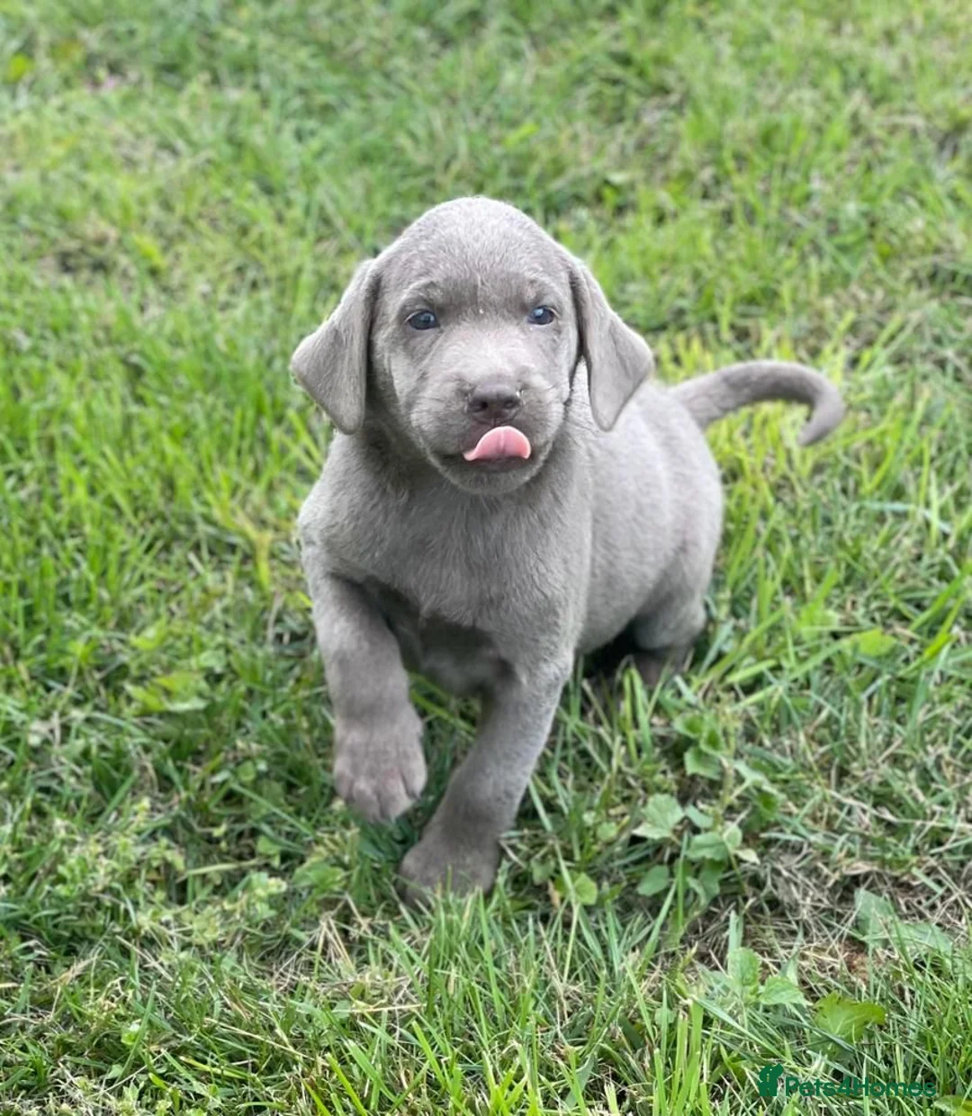 Labrador Retriever dogs for stud: KC REGISTERED SILVER LAB FOR STUD  - Advert 12