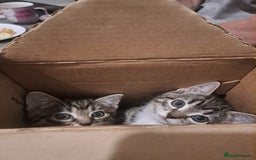 Mixed Breed cats for sale: Gorgeous kittens looking for their forever home.  - Advert 13