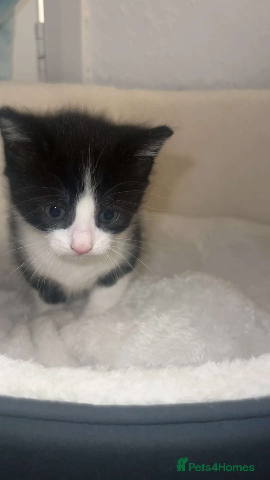 Mixed Breed cats for sale: 2 lovely kittens available  - Advert 5