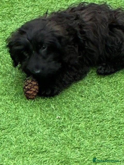 Cocker Spaniel dogs Indiana - beautiful male puppy - Advert 1