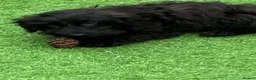 Cocker Spaniel dogs for sale: Indiana - beautiful male puppy - Advert 1
