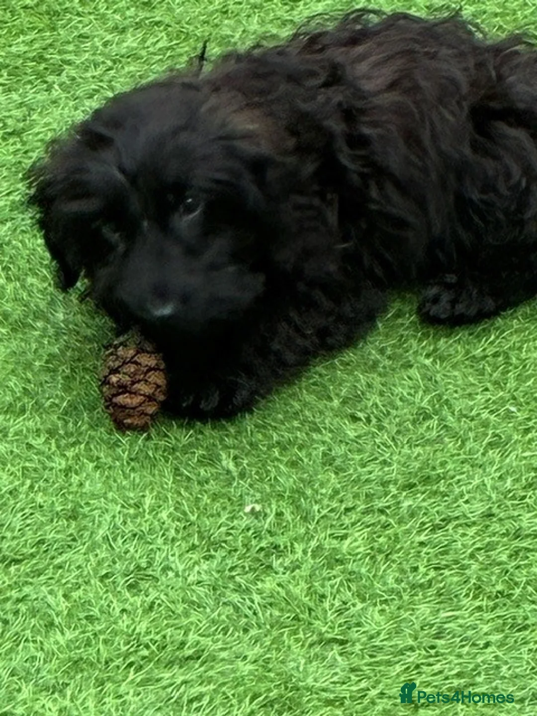 Cocker Spaniel dogs for sale: Indiana - beautiful male puppy - Advert 1