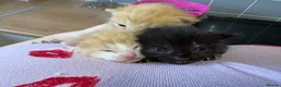 Mixed Breed cats for sale: 3 Beautiful kittens - Advert 3