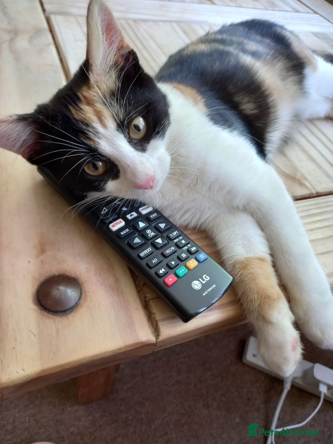 European cats for sale: Free Calico tortoise shell less than a year old - Image 2