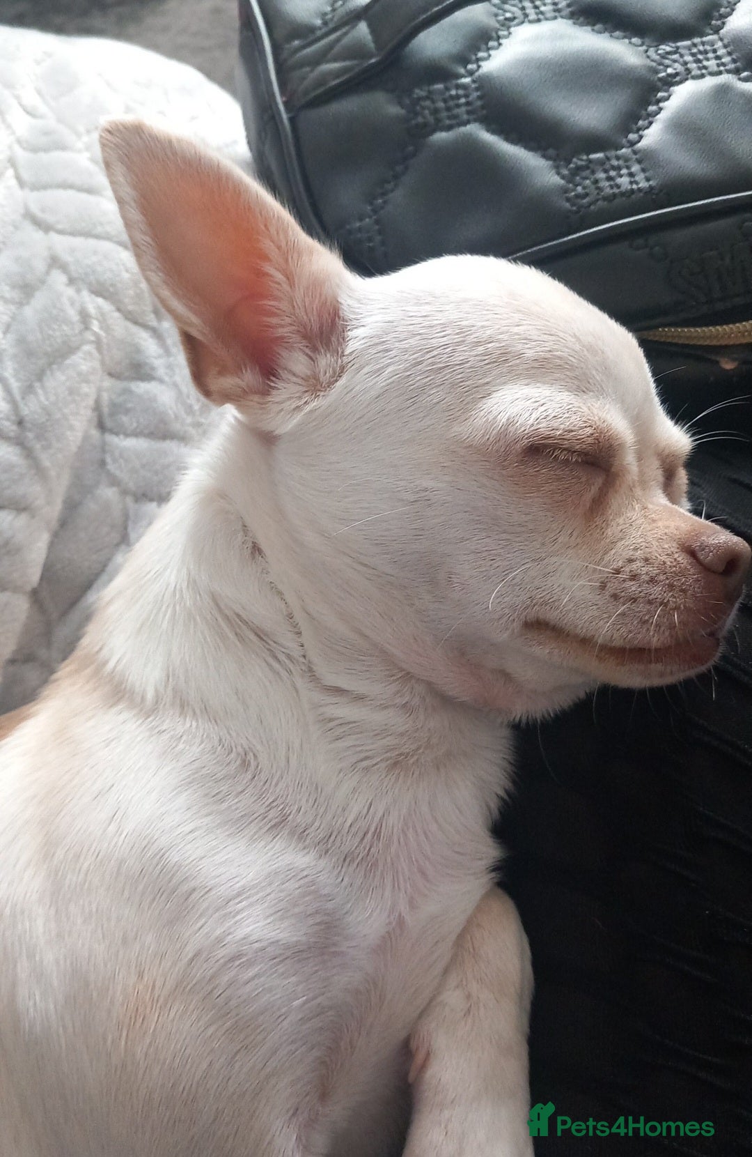 Chihuahua dogs Female chihuahua cream  - Advert 16