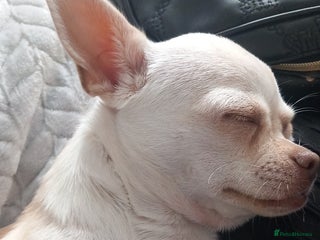 Chihuahua dogs Female chihuahua cream - Advert 6