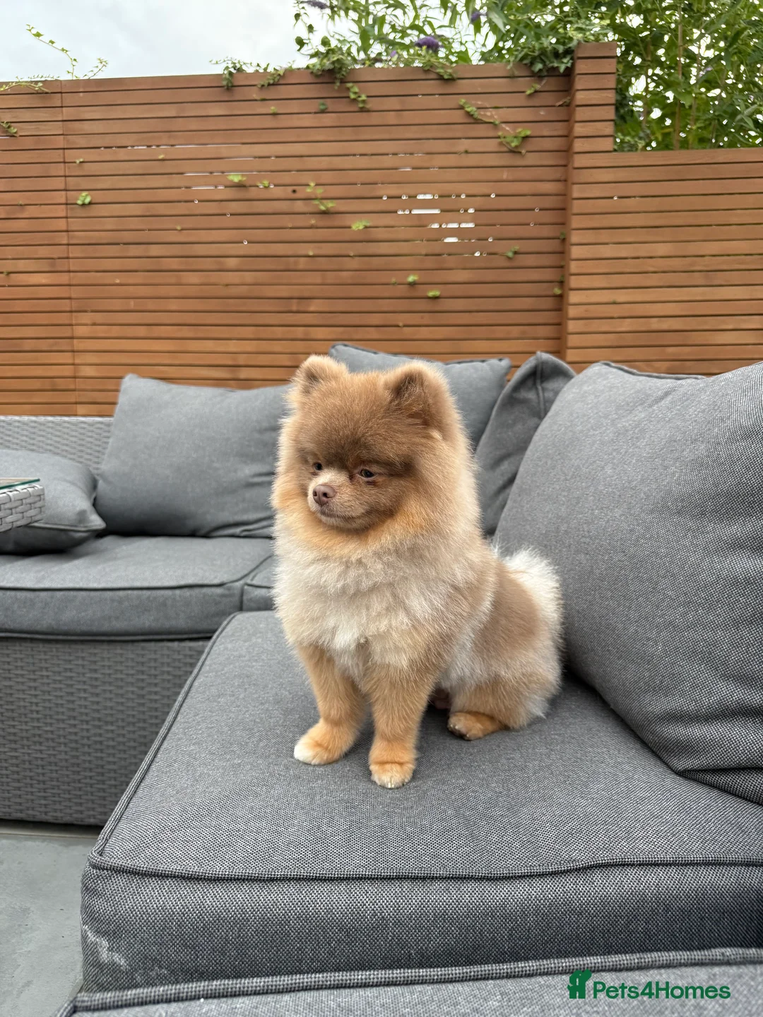 Pomeranian dogs for stud: Pablo - Advert 3