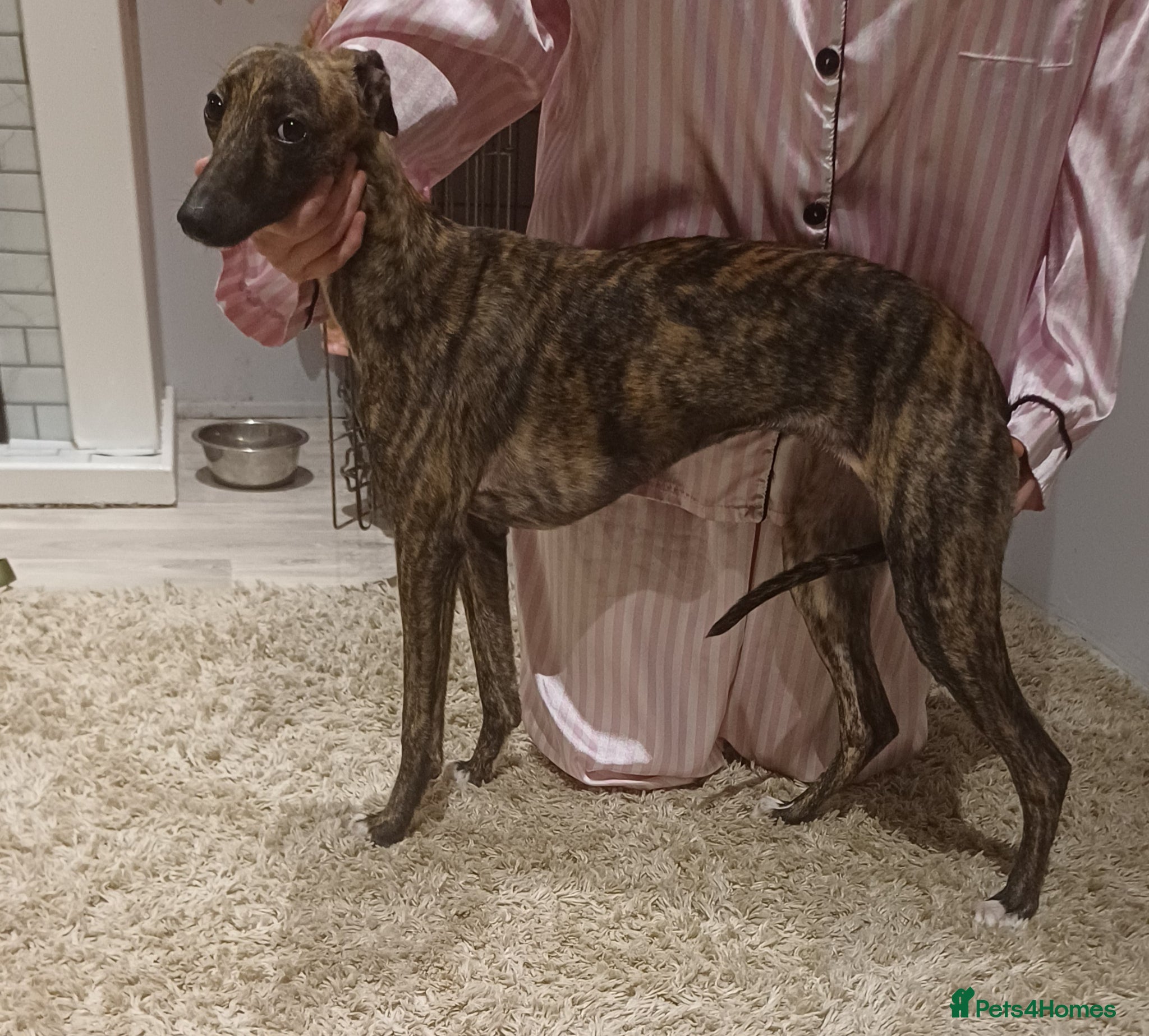 Whippet dogs 8 month old kc registered female whippet - Advert 2