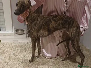 Whippet dogs 8 month old kc registered female whippet - Advert 2