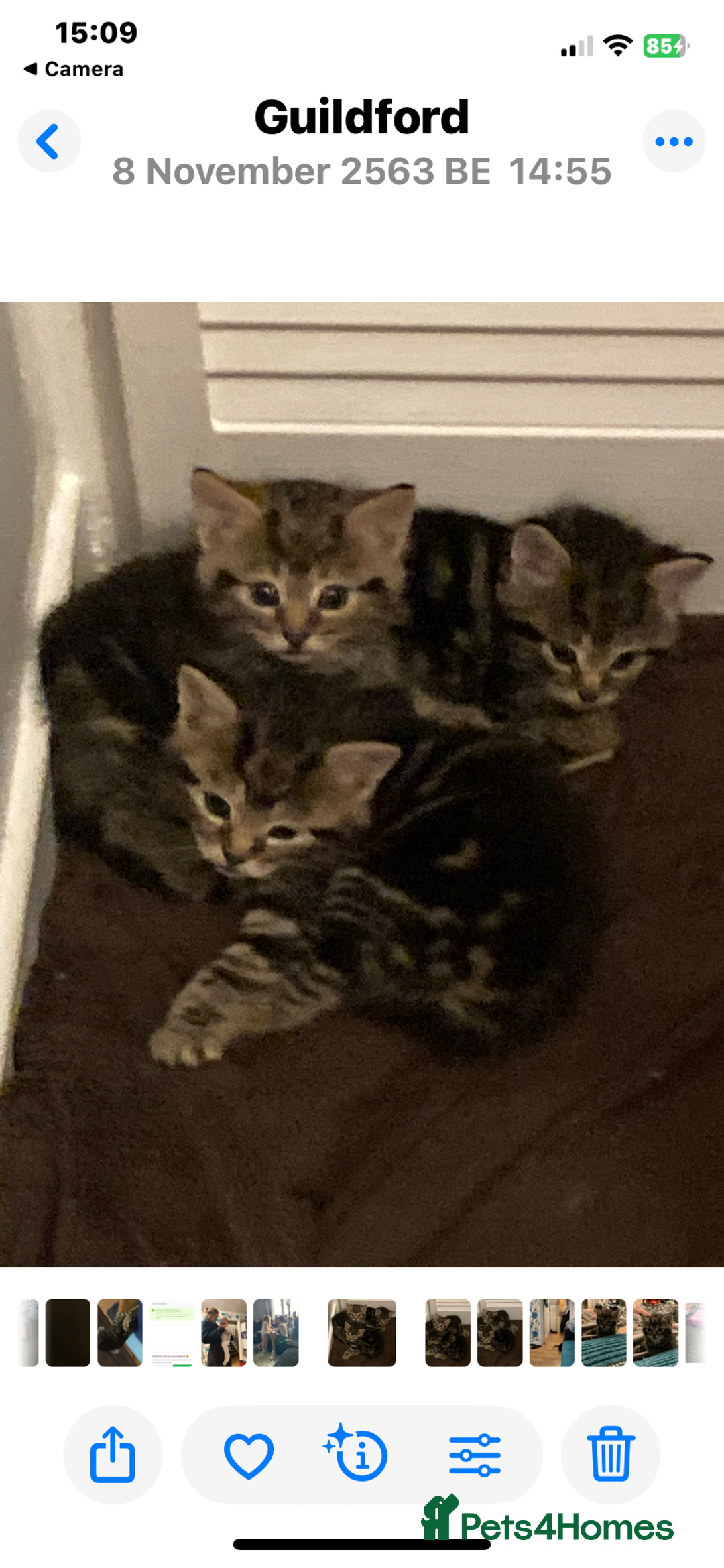 Mixed Breed cats for sale: Tabbie cross bengal - Image 7