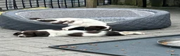 English Springer Spaniel dogs for sale: English springer spaniel puppie - Advert 4