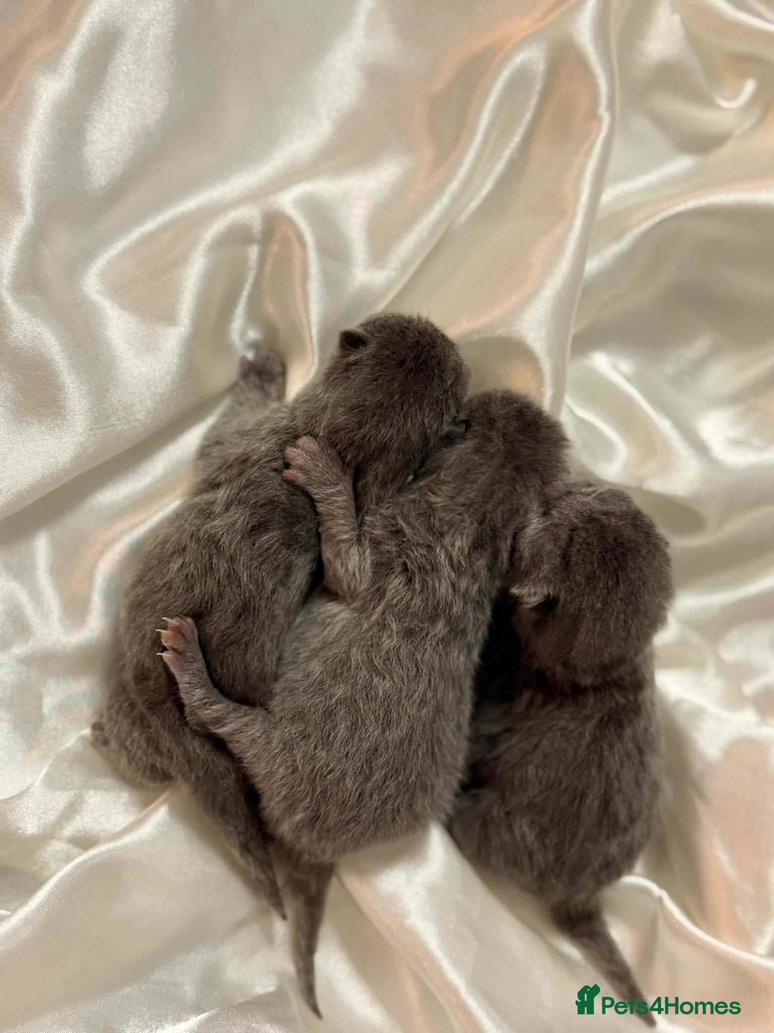 British Shorthair cats for sale: British Blue Short Hair Kittens  - Advert 8
