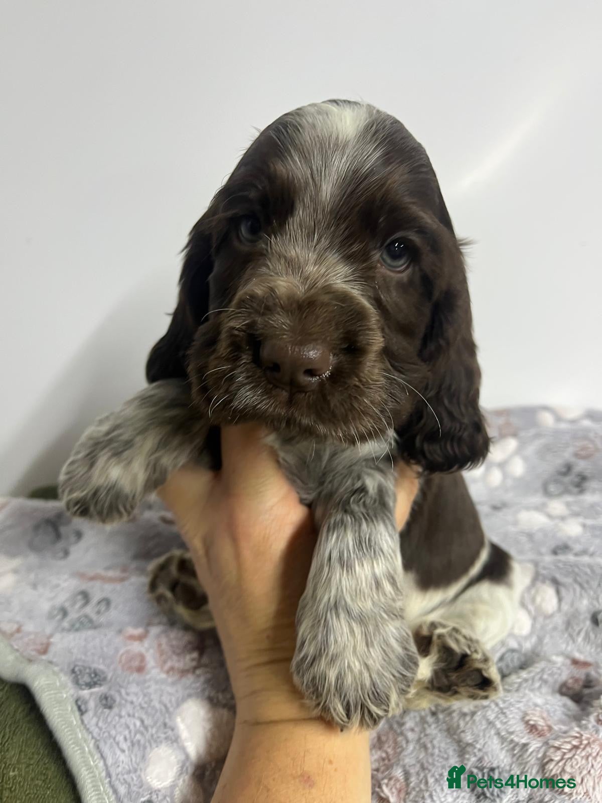 Cocker Spaniel dogs SHOW KC Registered, true to type, Cocker Spaniels - Advert 7