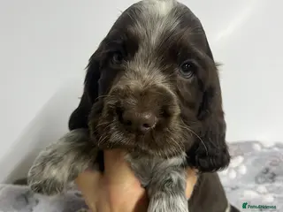 Cocker Spaniel dogs SHOW KC Registered, true to type, Cocker Spaniels - Advert 7