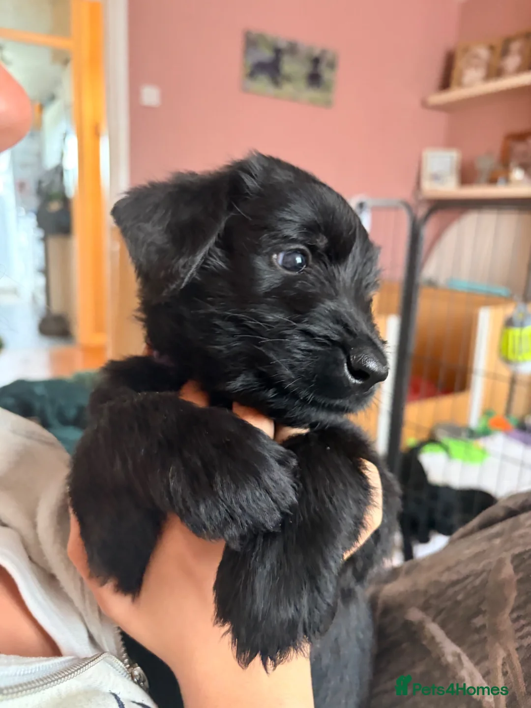 Giant Schnauzer dogs for sale: 2 girls available  - Advert 2