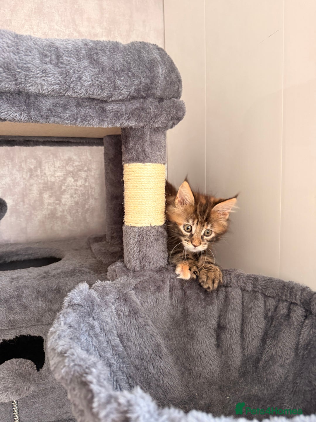 Maine Coon cats for sale: 🐾 2 MAINE COON KITTENS LOOKING FOR LOVING HOME 🐾 - Advert 21