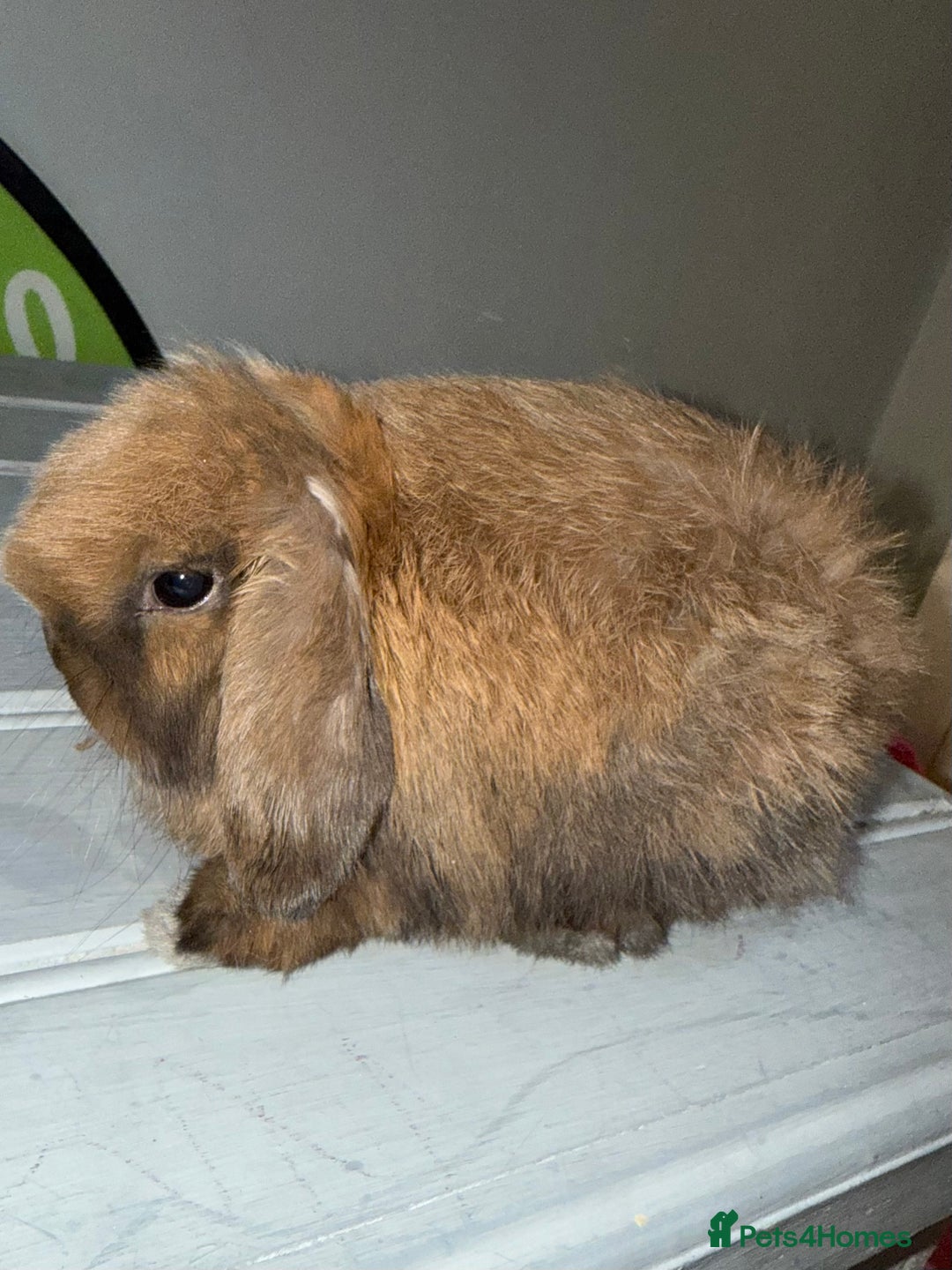 Mini Lop rabbits for sale: The best of the best ready to leave  - Advert 2