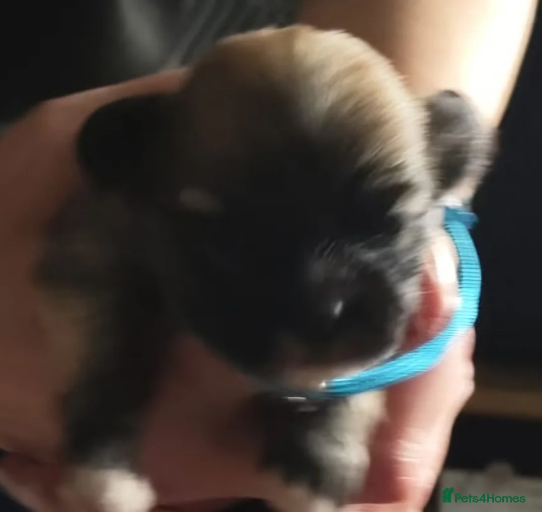 Lhasa Apso dogs for sale: KC REG LHASA APSO PUPS(1 boy left  pale blue) - Advert 18