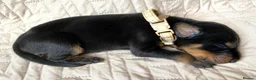 Dobermann dogs for sale: KC REGISTERED DOBERMAN PUPS - Advert 29