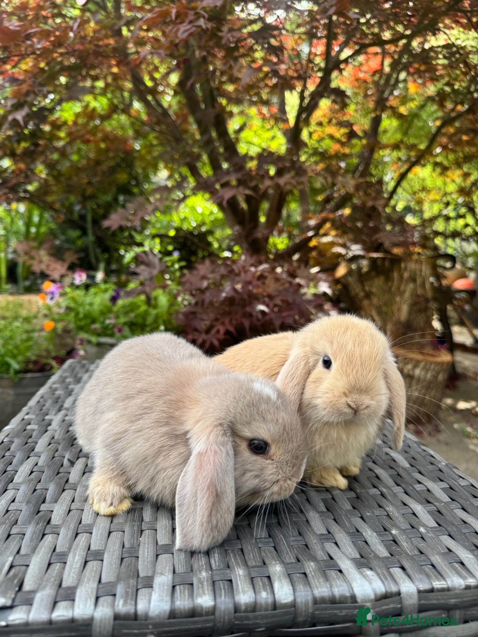 Mini Lop rabbits Super Friendly Pure Bred Mini Lop Bunnies - Advert 1
