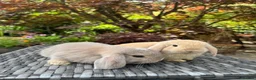 Mini Lop rabbits for sale: Super Friendly Pure Bred Mini Lop Bunnies - Advert 1