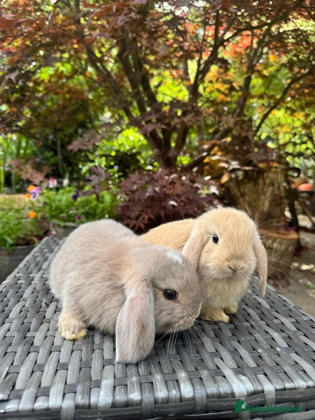 Mini Lop rabbits for sale: Super Friendly Pure Bred Mini Lop Bunnies - Advert 1