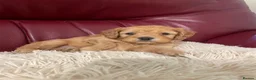 Cavapoo dogs for sale: Beautiful Golden cavapoo puppies - Advert 5