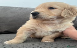 Golden Retriever dogs for sale: Golden retriever puppies - Image 13