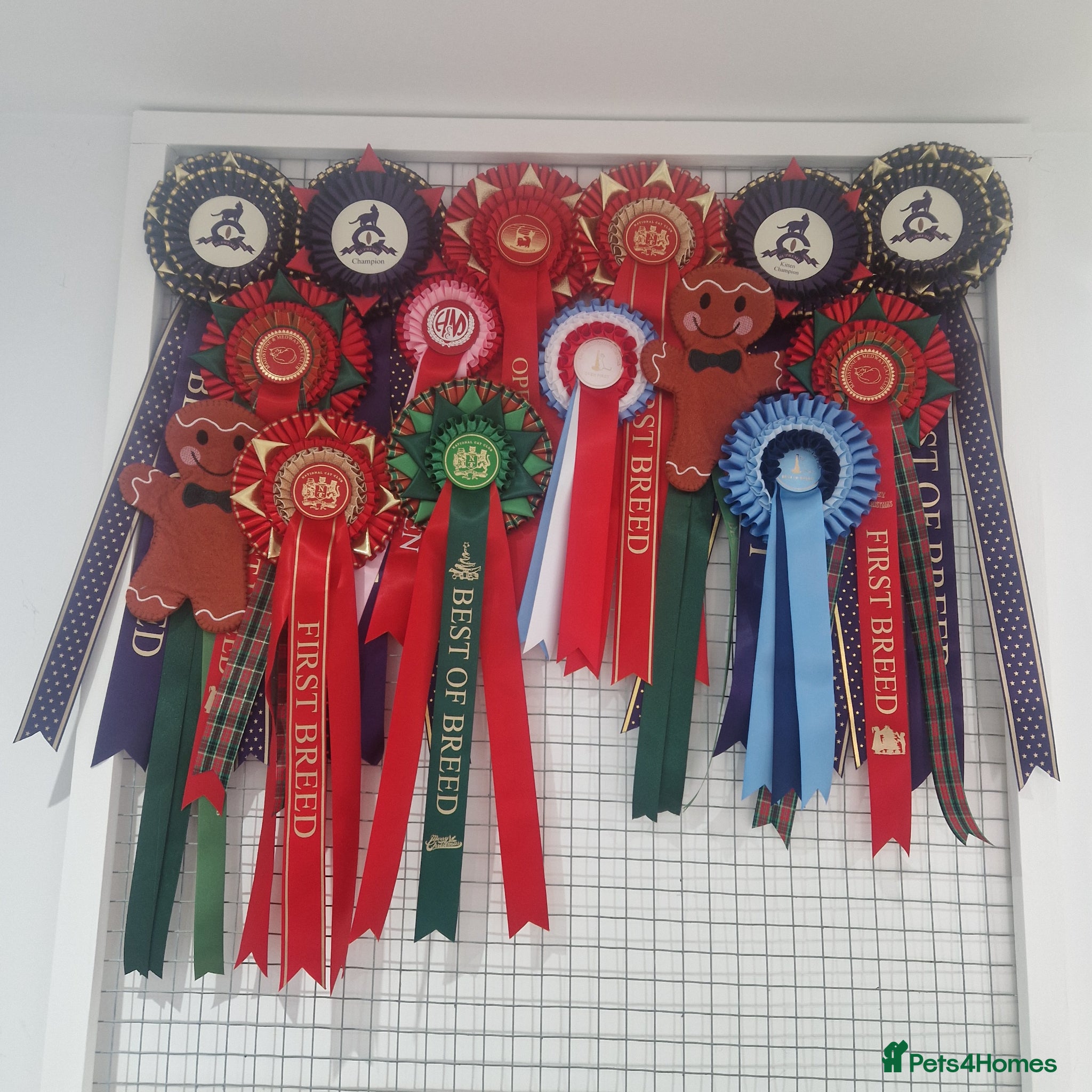 Abyssinian cats Stunning Usual Silver and Ruddy Kittens - Advert 2