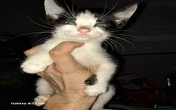 Savannah cats for sale: Savanah  in Spalding - Image 13