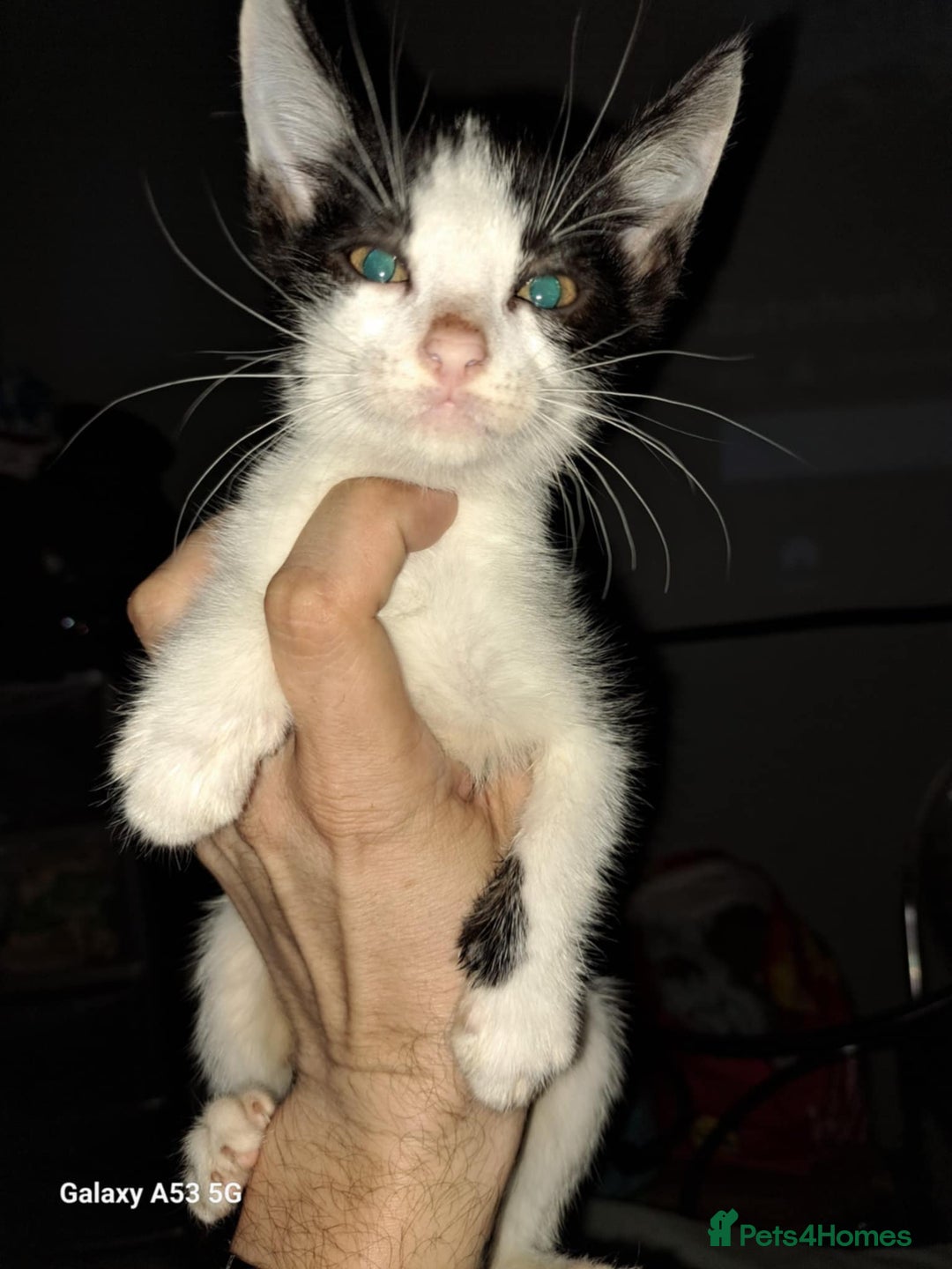 Savannah cats for sale: Savanah  in Spalding - Image 13