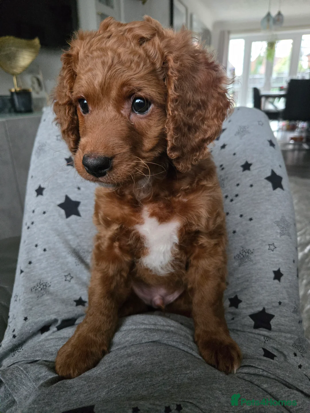 Cockapoo dogs for sale: Rebecca sheldrick  - Advert 8