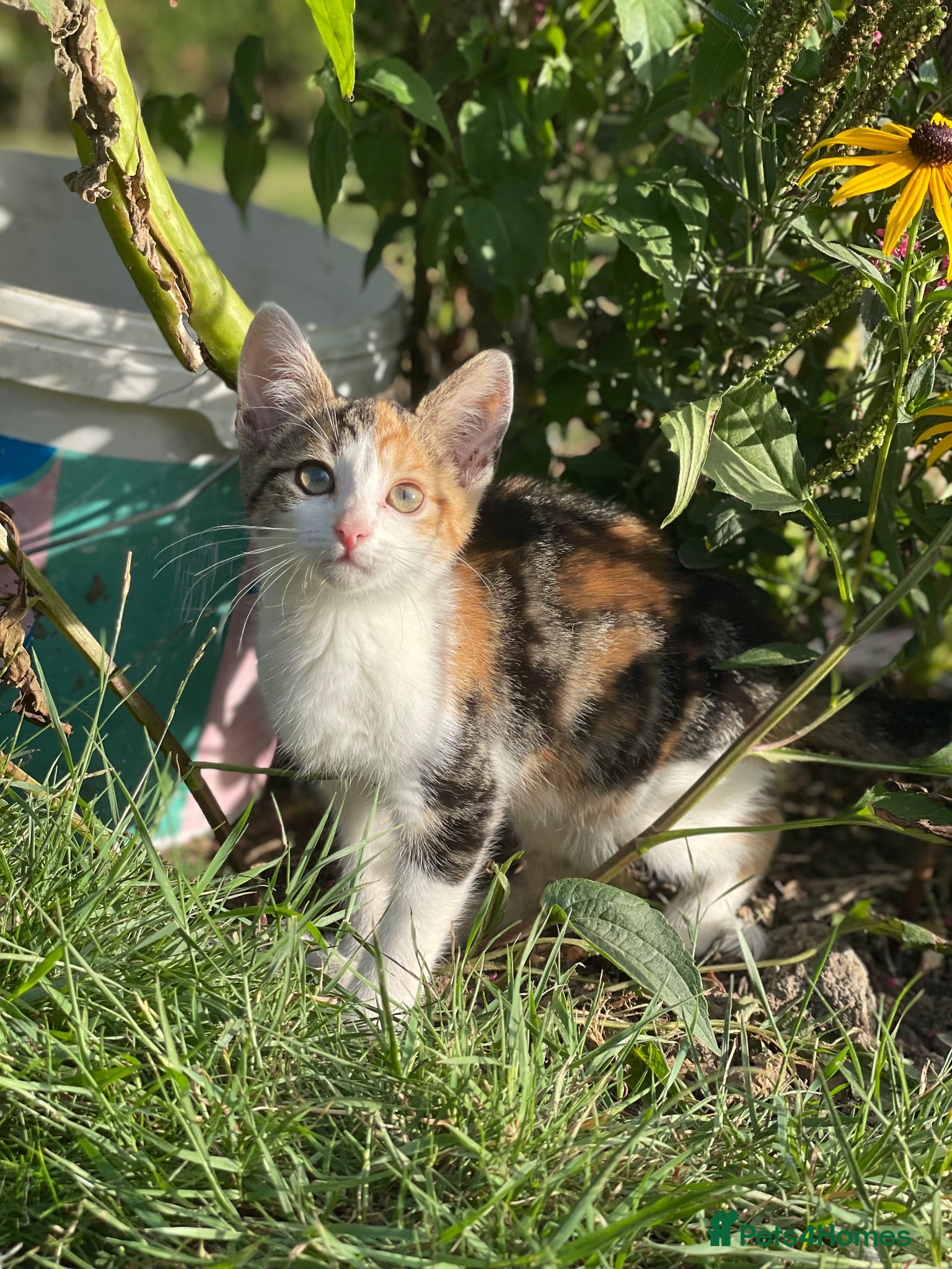 Mixed Breed cats 2 Beautiful baby Kittens left  - Advert 19