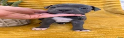 Staffordshire Bull Terrier dogs for sale: KC Blue Staffordshire bull terrier puppies  - Advert 23