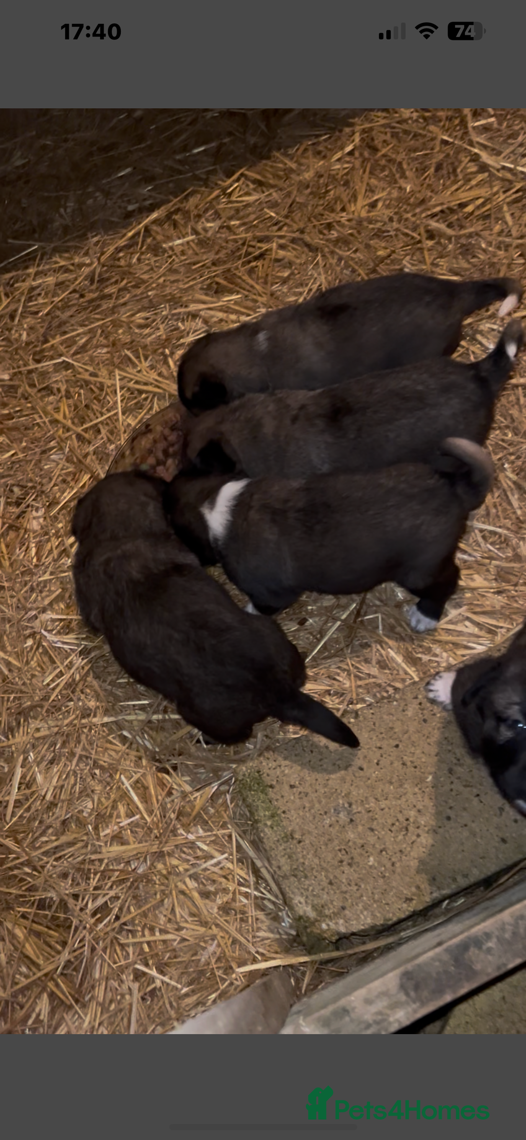 Mixed Breed dogs for sale: Turkish kangal x Caucasian pups  - Advert 20