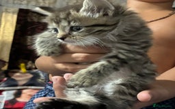 Mixed Breed cats for sale: 1ginger boy beautiful kitten left£150 uno  in London - Image 16
