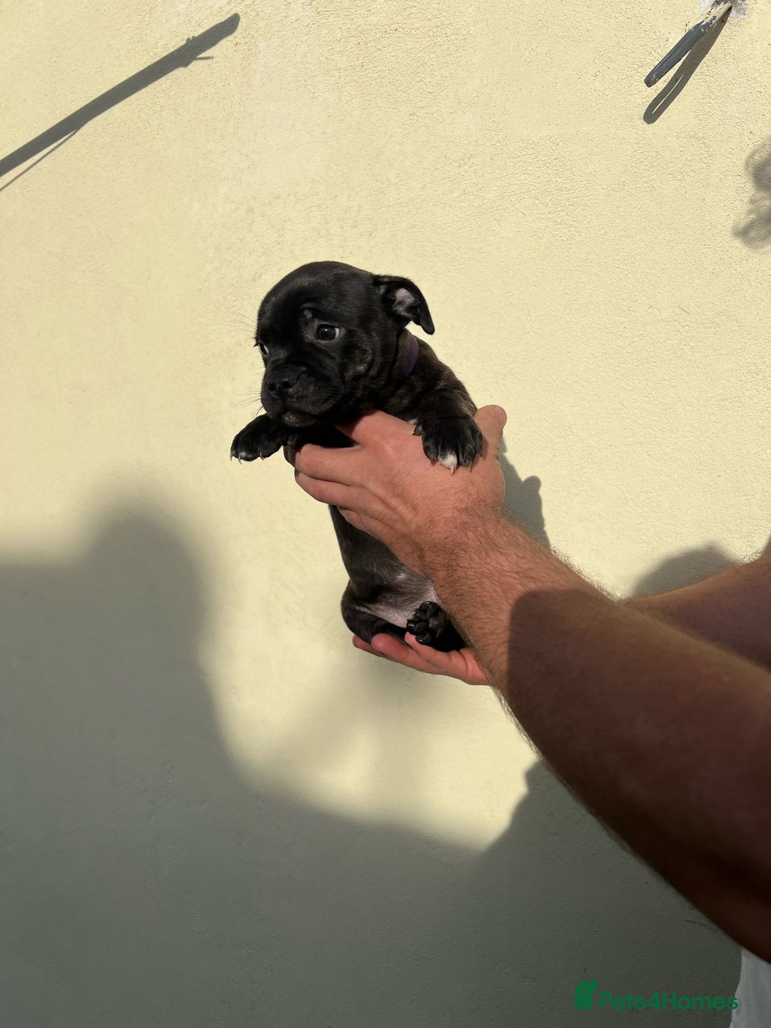 Staffordshire Bull Terrier dogs for sale: Gorgeous black brindle Staffy pups KC - Image 9