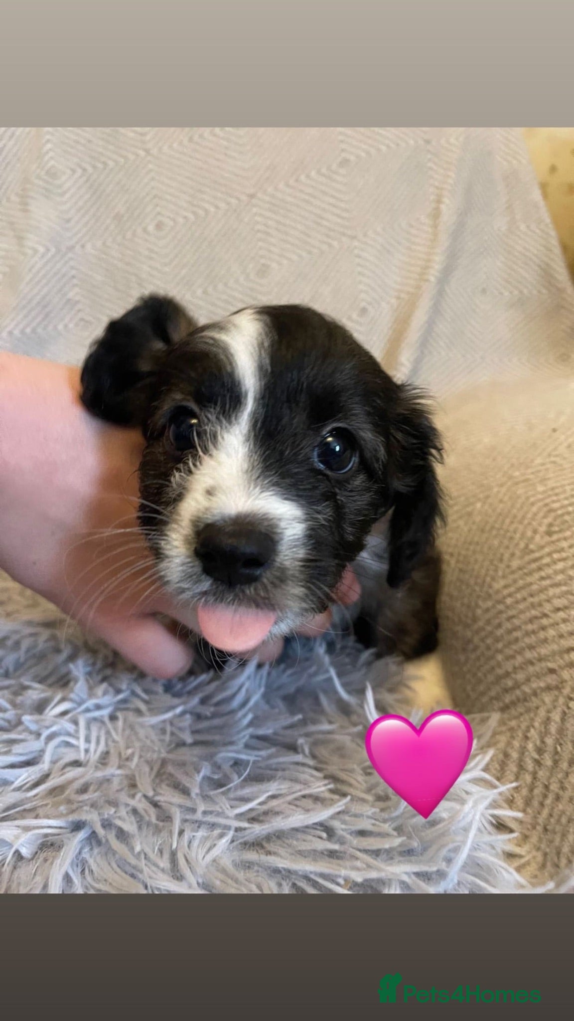 Mixed Breed dogs Adorable Chi-poo Puppies - Advert 13