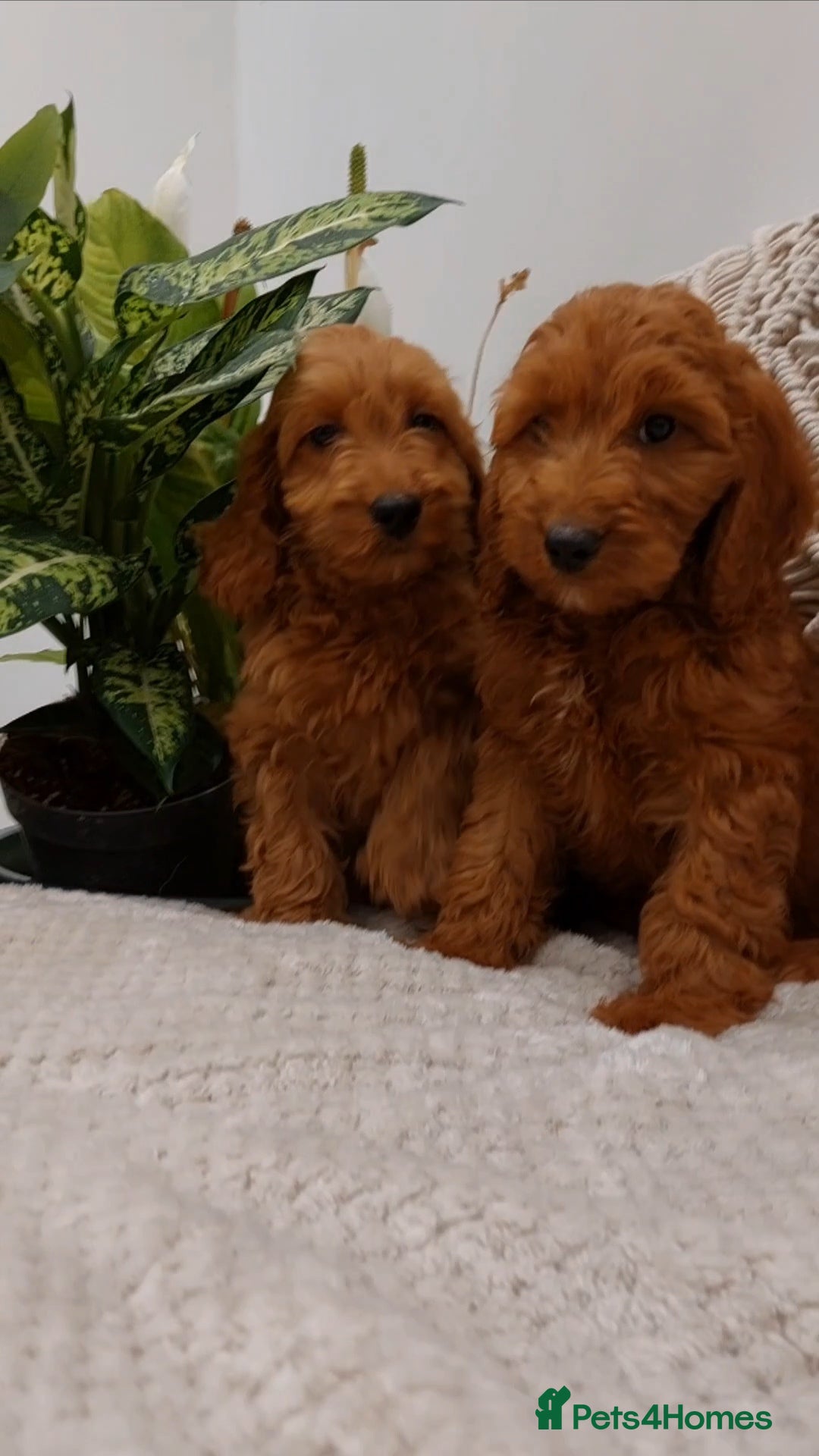 Cavapoo dogs  Extensively Health Tested Fox Red Toy Cavapoo - Advert 1