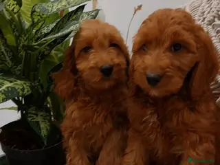 Cavapoo dogs Extensively Health Tested Fox Red Toy Cavapoo - Advert 1