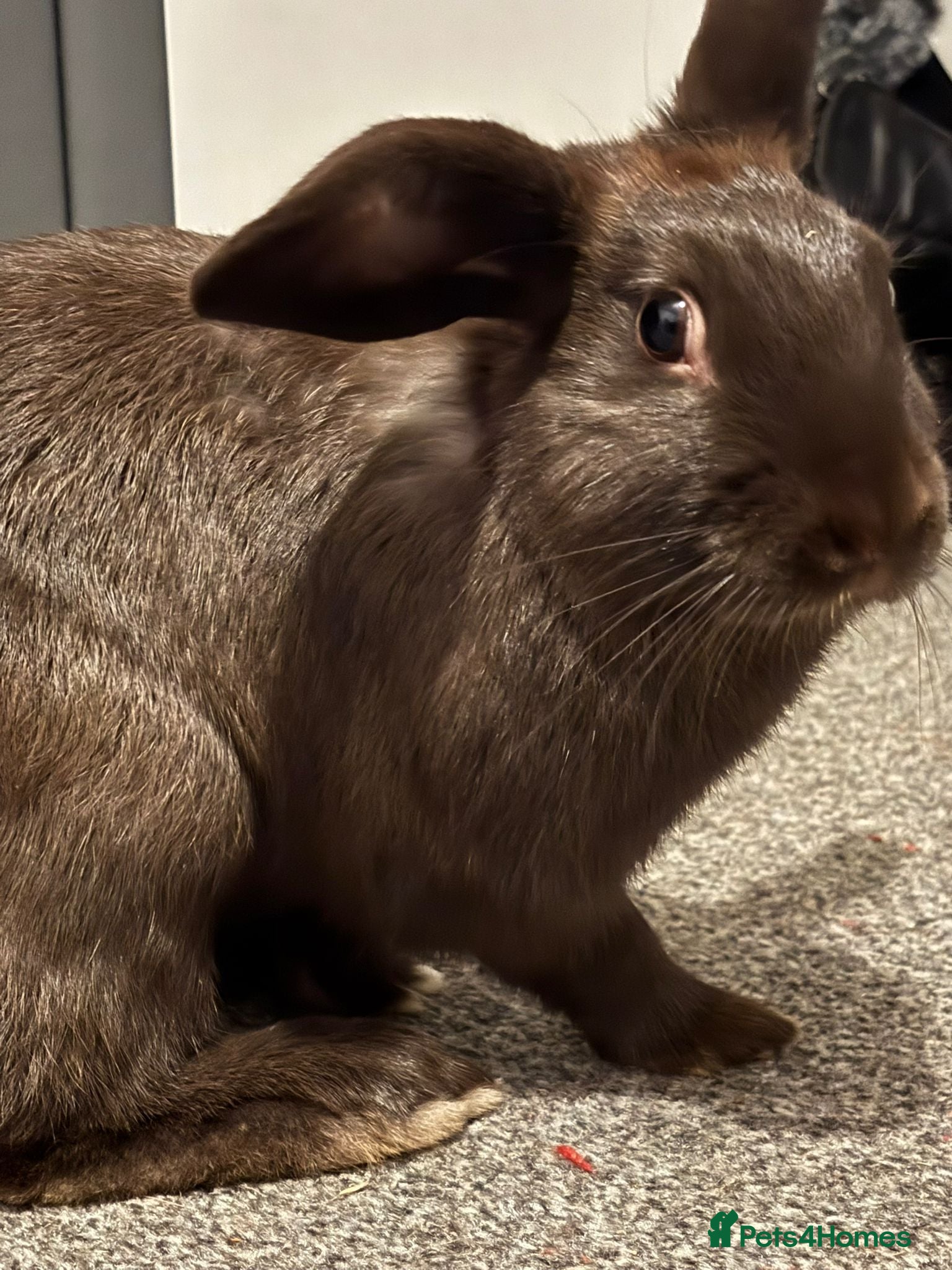 English rabbits Bought just before Christmas   - Advert 1