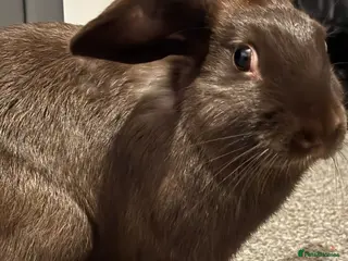 English rabbits Bought just before Christmas - Advert 1