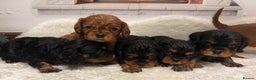 Cavalier King Charles Spaniel dogs for sale: KC King Charles Cavalier Puppies for sale  - Advert 3