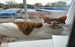 British Shorthair cats for sale: Ginger and White Shorthaired Cat - Image 5